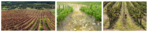 Wines of Alentejo Sustainability Program WASP Portugal