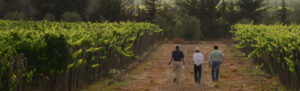 Carmenere vineyard at TerraNoble winery in Chile. 