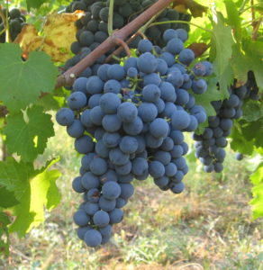 Carmenere grape cluster.