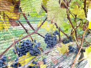 New Jersey's signature grape variety is still up for grabs.  Wine Casual