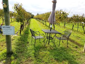Outdoor seating between vineyard rows at Auburn Road Vineyards.  Wine Casual