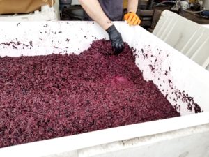 Bellview Winery is producing its first vintage of wine from the San Marco grape, a Northern-Italian vinifera  crossing of Teroldego and Lagrein.  Wine Casual