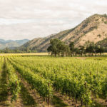 Celebrating 60 Years of Oregon Winemaking: A Tasting of 6 Under-the-Radar Oregon Wines, Wine Casual