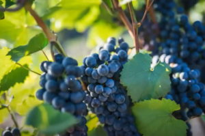Blaufrankisch grapes from Beneduce Vineyards in Pittstown, New Jersey. Wine Casual
