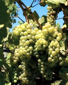 White grapes from Vinho Verde where the dominant grapes are Loureiro, Alvarinho, Avesso, Arinto and Trajadura. Wine Casual