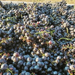 Texas has no dominant wine grape variety. 