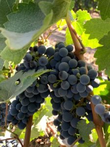Cabernet Sauvignon grape in TerraNoble vineyard in Colchagua, Chile. Wine Casual